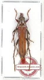 Cerambycidae sp. 62