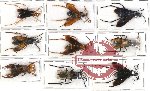 Scientific lot no. 138 Hymenoptera (9 pcs A, A-, A2)