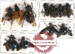 Scientific lot no. 134 Hymenoptera (11 pcs - 2 pcs A2)