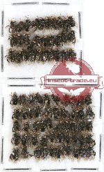 Scientific lot no. 147 Hymenoptera (small spp.) (80 pcs)