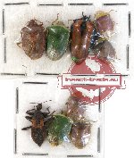Scientific lot no. 206 Heteroptera (Pentatomidae) (9 pcs A, A-, A2)