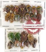 Scientific lot no. 265 Heteroptera (Pentatomidae) (24 pcs)