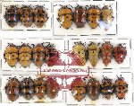 Scientific lot no. 297 Heteroptera (Scutellarinae) (23 pcs A, A-, A2)
