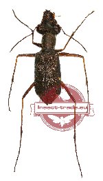 Pentacomia (Poecilochila) rhytidopteroides (A-)