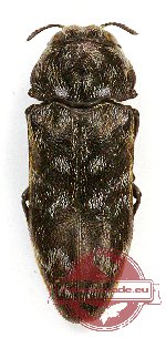 Coraebus cf. delicatus