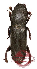 Nitidulidae sp. 3 (A2)