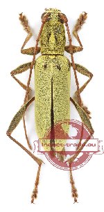 Rhaphuma boreolaosica (10 pcs)