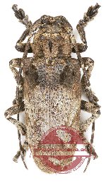 Moechotypa asiatica (A2)