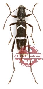Demonax tenuiculus (A2)