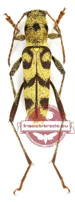 Xylotrechus longithorax