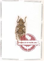 Cerambycidae sp. 64