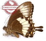 Papilio canopus tenimberensis (A-)