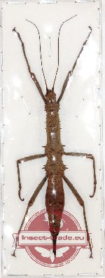 Phasmidae sp. 55 (Neopromachus sp.)