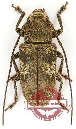 Cerambycidae sp. 5
