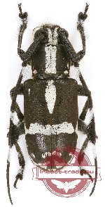 Cerambycidae sp. 18A