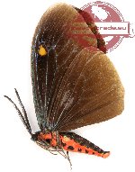 Histia libelluloides libelluloides (gA2)