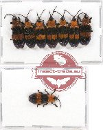 Scientific lot no. 187 Chrysomelidae (Callistola sp.) (8 pcs A-, A2)