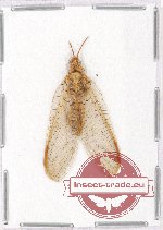Scientific lot no. 2 Neuroptera (1 pc)