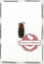 Chrysomelidae sp. 56