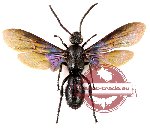 Scoliidae sp. 31 (5 pcs)