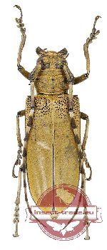 Apriona flavescens