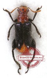 Chrysomelidae sp. 54