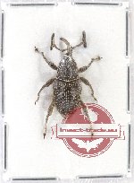 Curculionidae sp. 76