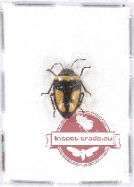 Scutellarinae sp. 42 (A2)