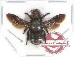 Megachile sp. 4