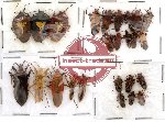Scientific lot no. 5 Heteroptera (25 pcs)