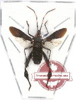 Coreidae sp. 16