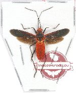 Pyrrhocoridae sp. 2