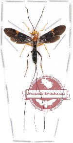 Ichneumonidae sp. 8