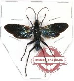Pompilidae sp. 11 (A-)