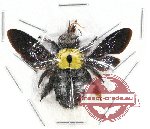 Xylocopa sp. 11 (A-)