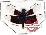 Odonata sp. 53 Libellulidae