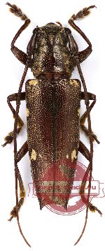 Cerambycidae sp. 10