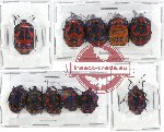 Scientific lot no. 300AB Heteroptera (Scutellarinae) (11 pcs A-, A2)