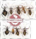 Scientific lot no. 349 Heteroptera (Reduviidae) (9 pcs - 4 pcs A2)