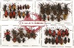 Scientific lot no. 332 Heteroptera (46 pcs)