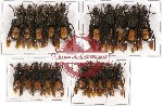 Scientific lot no. 131 Hymenoptera (Vespa sp.) (20 pcs A-)
