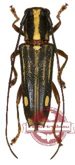 Glenea bougainvillei guadalcanalensis Breuning 1958