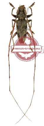 Acalolepta fasciata (A-)