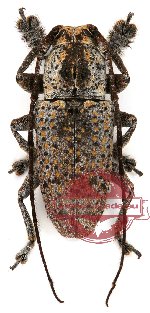 Cerambycidae sp. 7 (10 pcs A2)