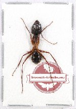 Camponotus sp. 2