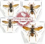 Scientific lot no. 125 Hymenoptera (Polistes spp.) (4 pcs)
