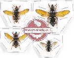 Scientific lot no. 124 Hymenoptera (Eumenidae) (4 pcs)