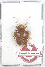 Pentatomidae sp. 23