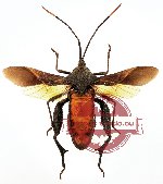 Coreidae sp. 11 (SPREAD)