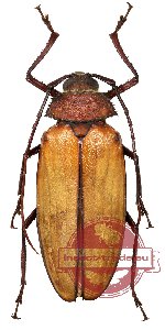 Agrionomme spinicollis